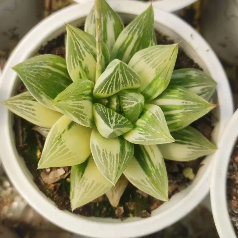 Transform Your Spaces with Indoor Plants: A Guide from Plantshub