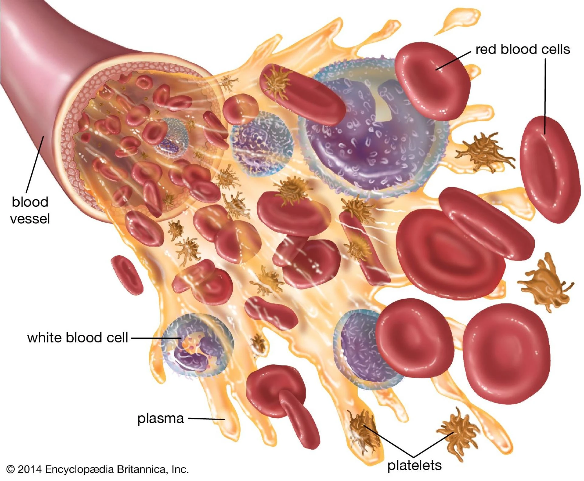 How Do White Blood Cells Protect the Body from Infection?