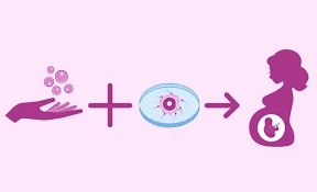Donor Eggs vs. Own Eggs: Which IVF Path Is Right for You?