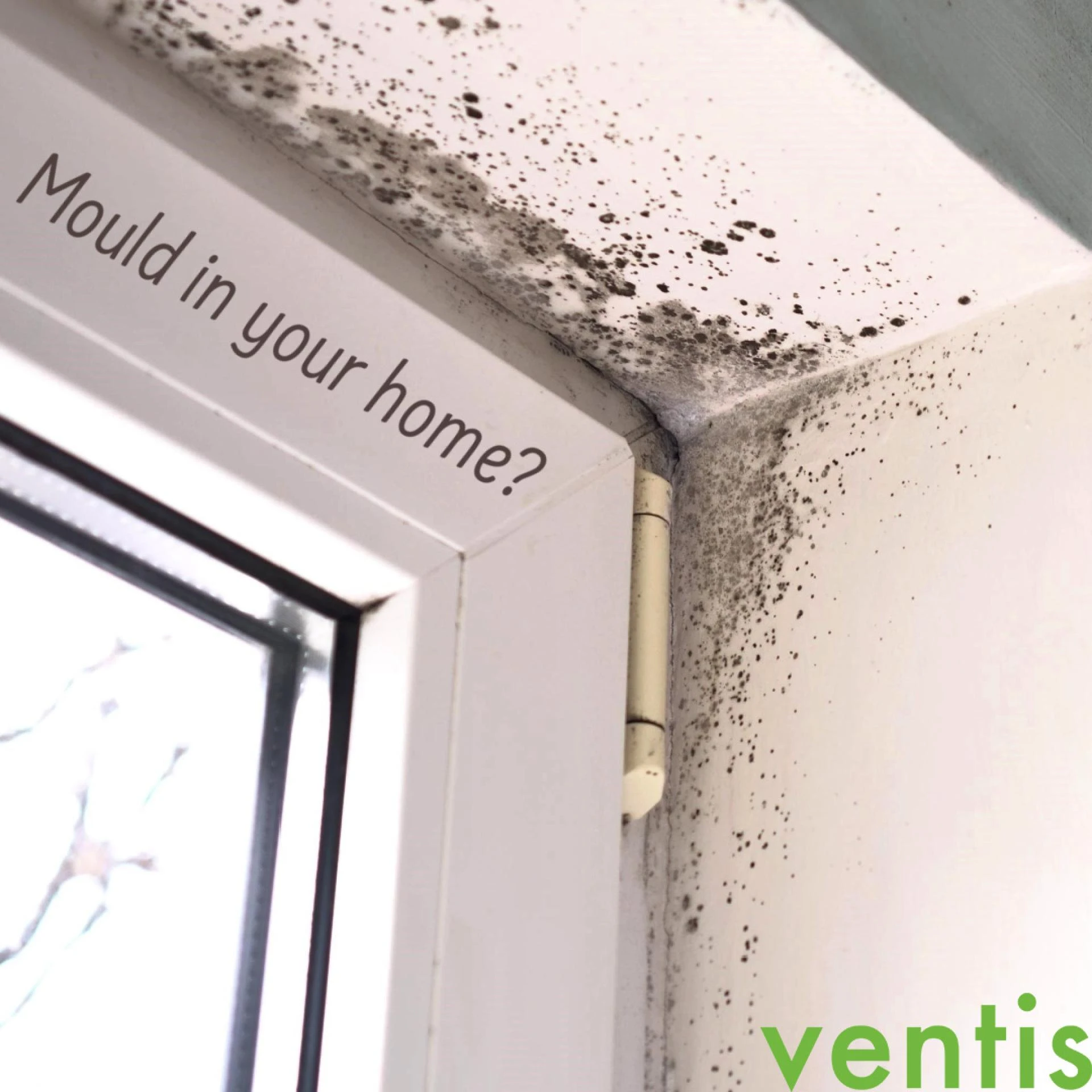 How Do You Reduce Mould in House Without Harsh Chemicals?