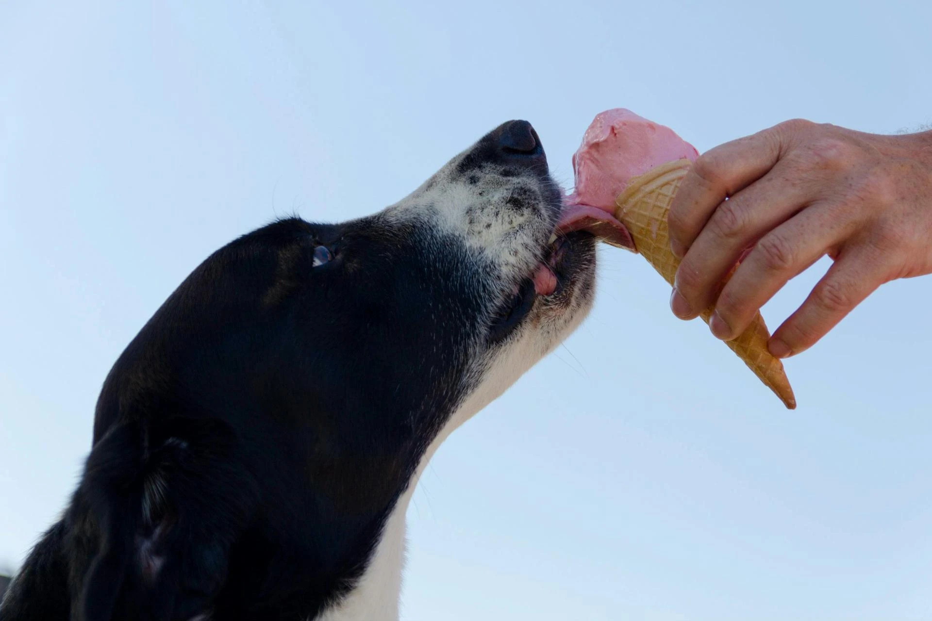 Dog Food Myth: Separating Fact from Fiction for Your Pup