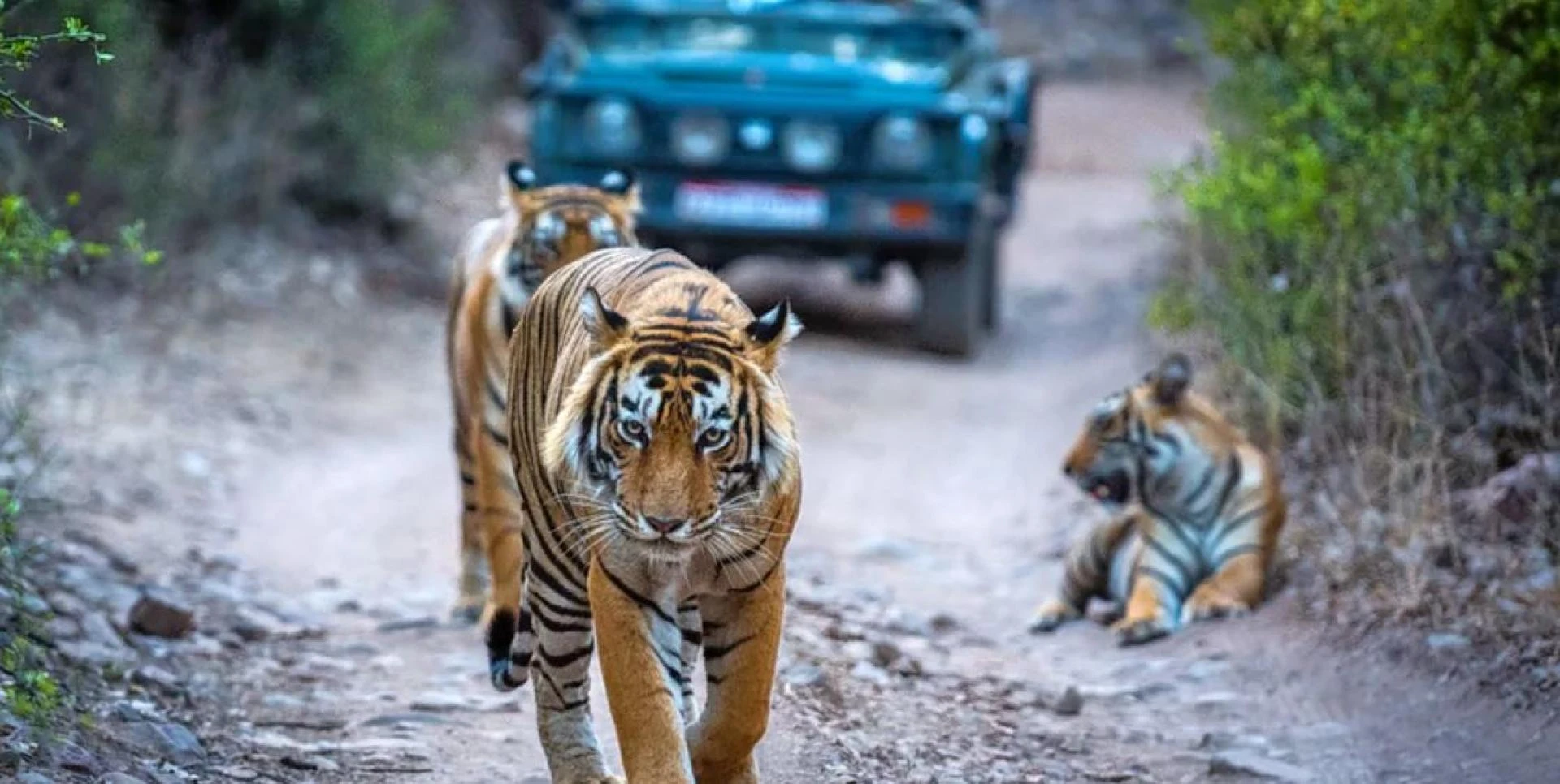 Safari Planning Blueprint for Exploring Ranthambore Like a Pro