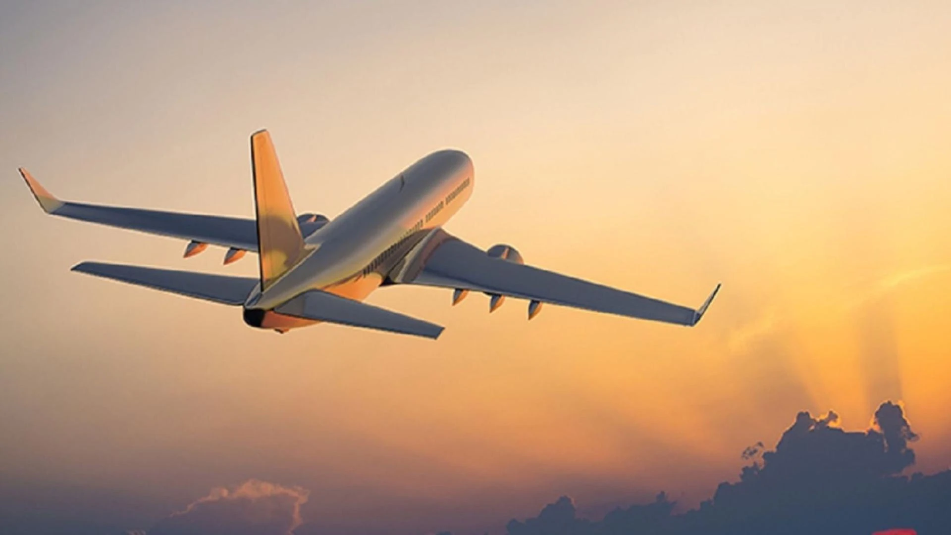 Spirit Airlines Dog Policy – Emotional Support Animal Rules 2025