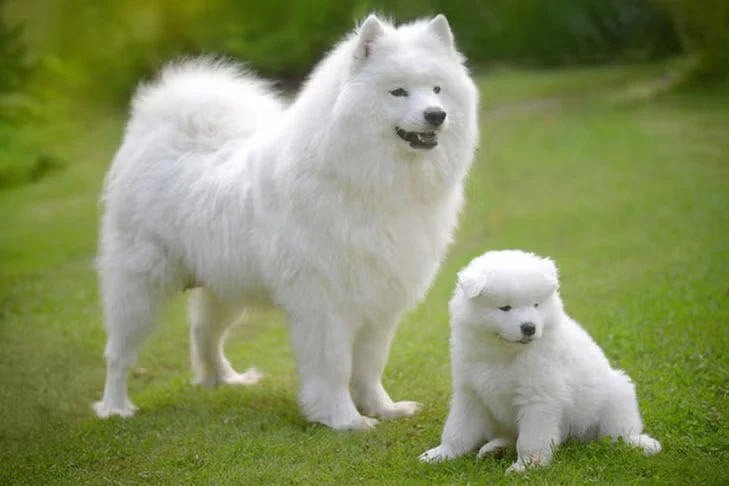 The Samoyed Dog as a Loving and Loyal Family Companion