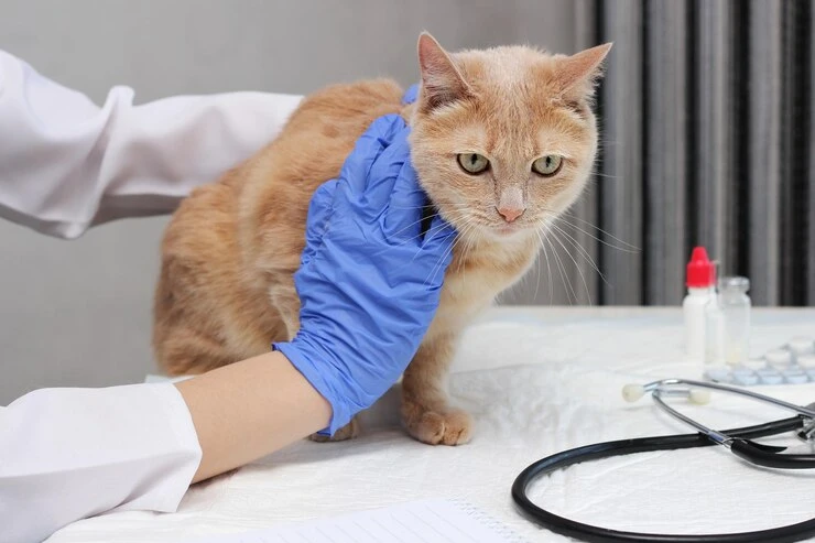 Facts Nobody Tells You About The Cat Hospital of Mississauga