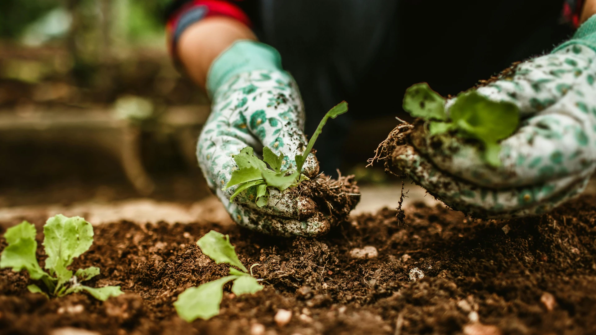 How to Pick Plants for Landscaping: A Complete Beginner's Guide