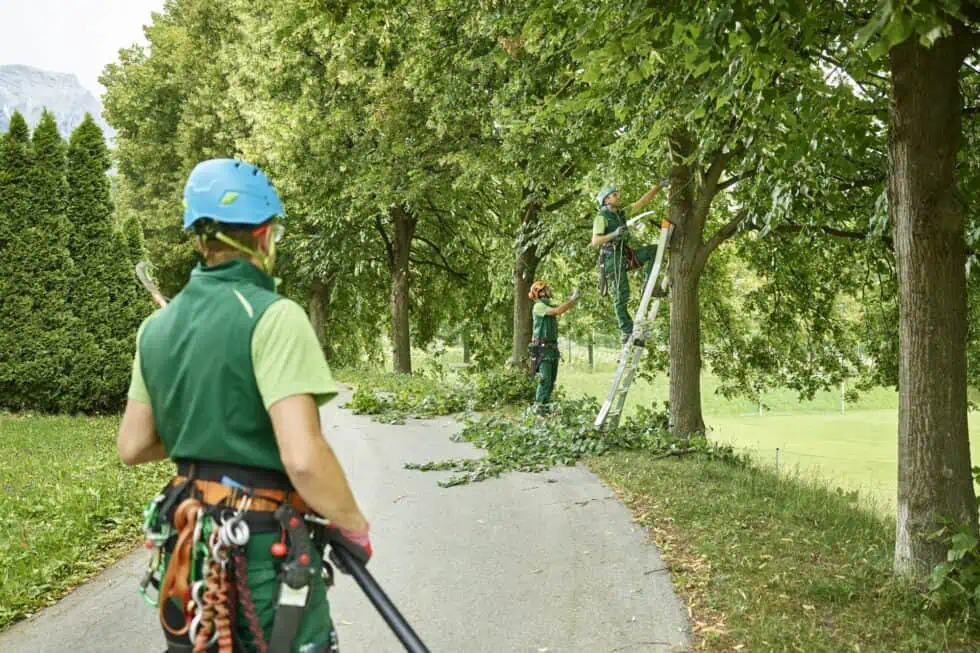 10 Reasons to Trim and Prune Your Trees Every Year