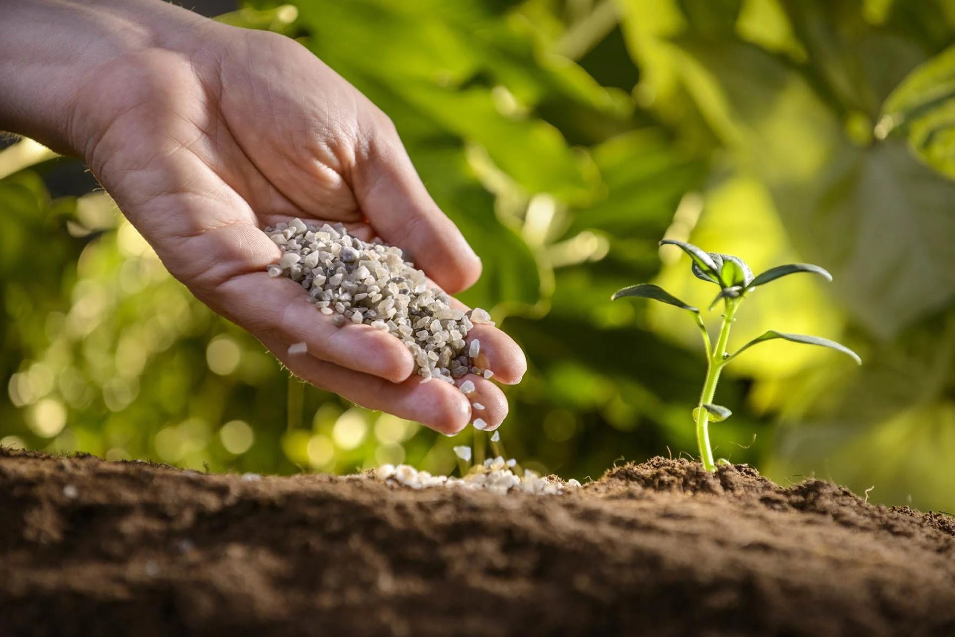 Agricultural Micronutrients Market: Powering High-Yield and Sustainable Farming