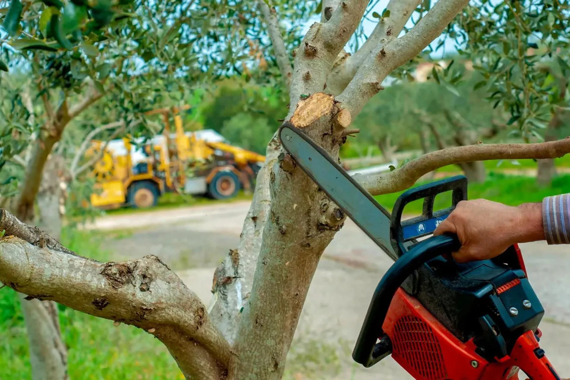 Eco-Friendly Tree Care Practices for a Greener Buffalo