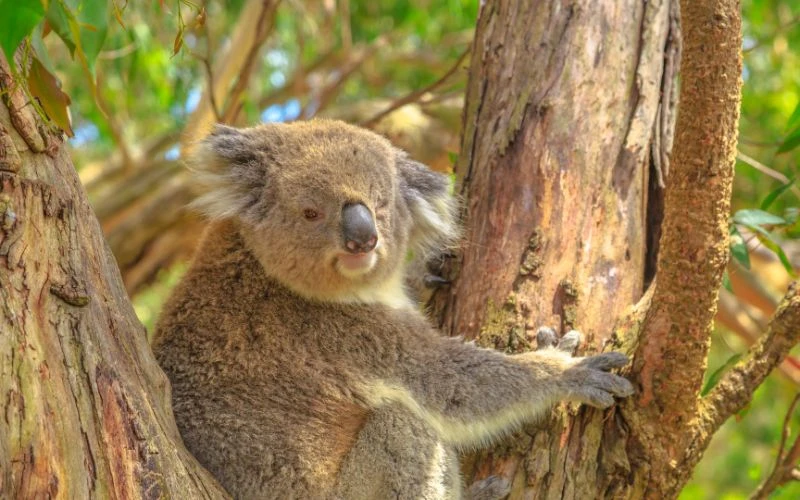 Is a Private Phillip Island Tour Better for Wildlife Photography?