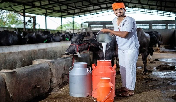 How Can a Dairy Farm Loan Be Planned Using a Business Loan Calculator?