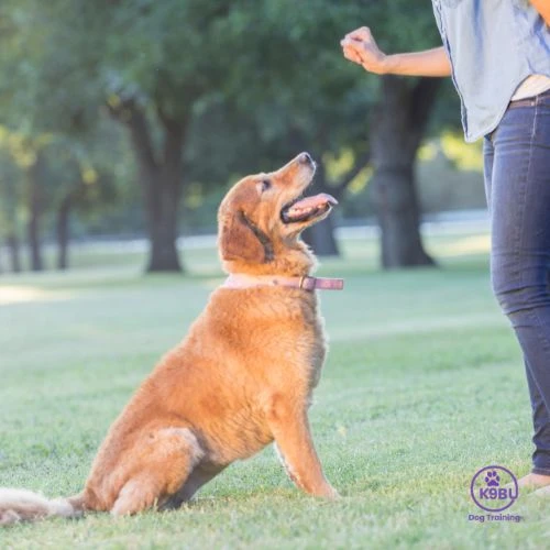 How K9BU Dog Training Addresses Fear, Reactivity, and Aggression Safely?