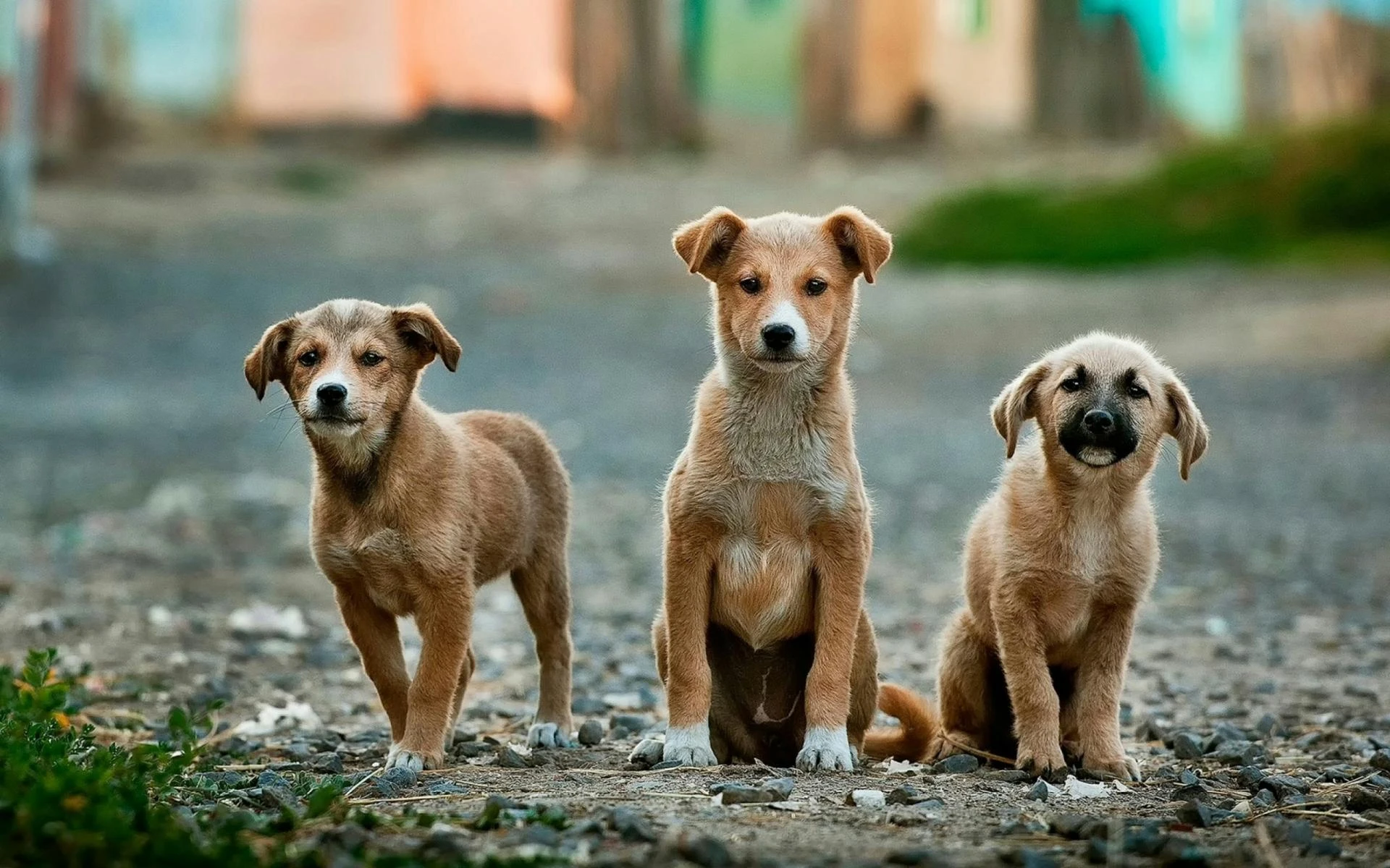 How to Choose Ethical and Responsible Pet Breeders Near You