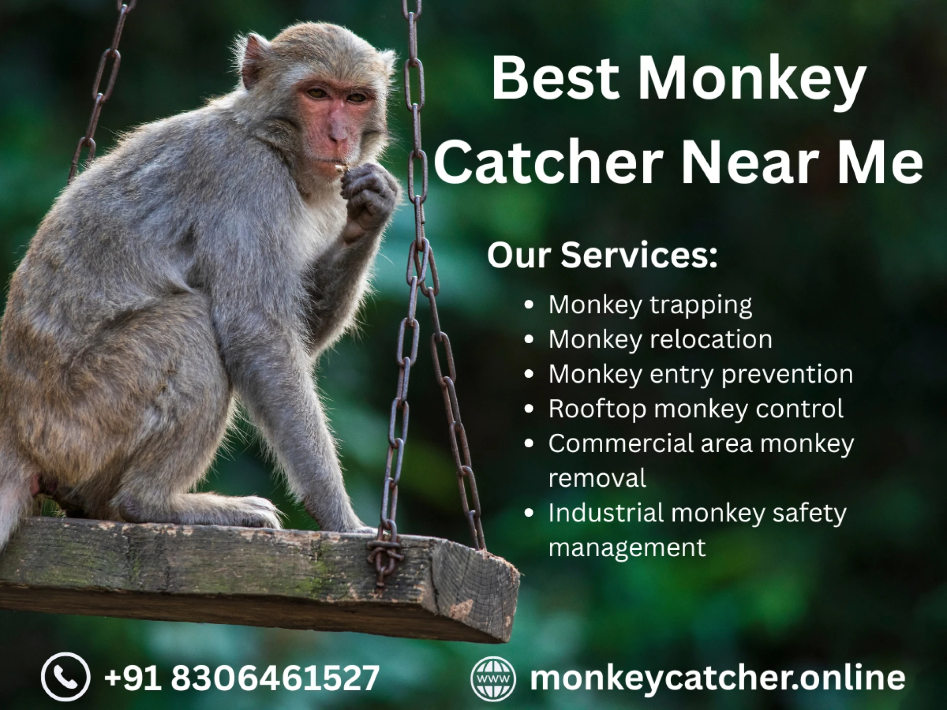 Find the Best Monkey Catcher Near Me