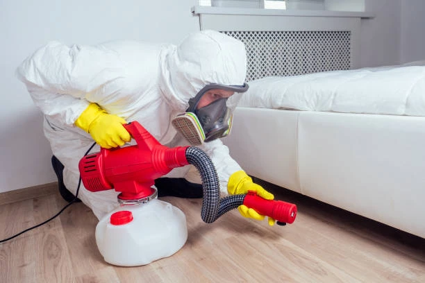 Effective Strategies for Bed Bug Treatment in Lee’s Summit