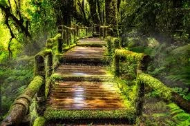 The Quiet Power of Daily Walking: A Simple Habit That Shapes Health, Focus, and Creativity