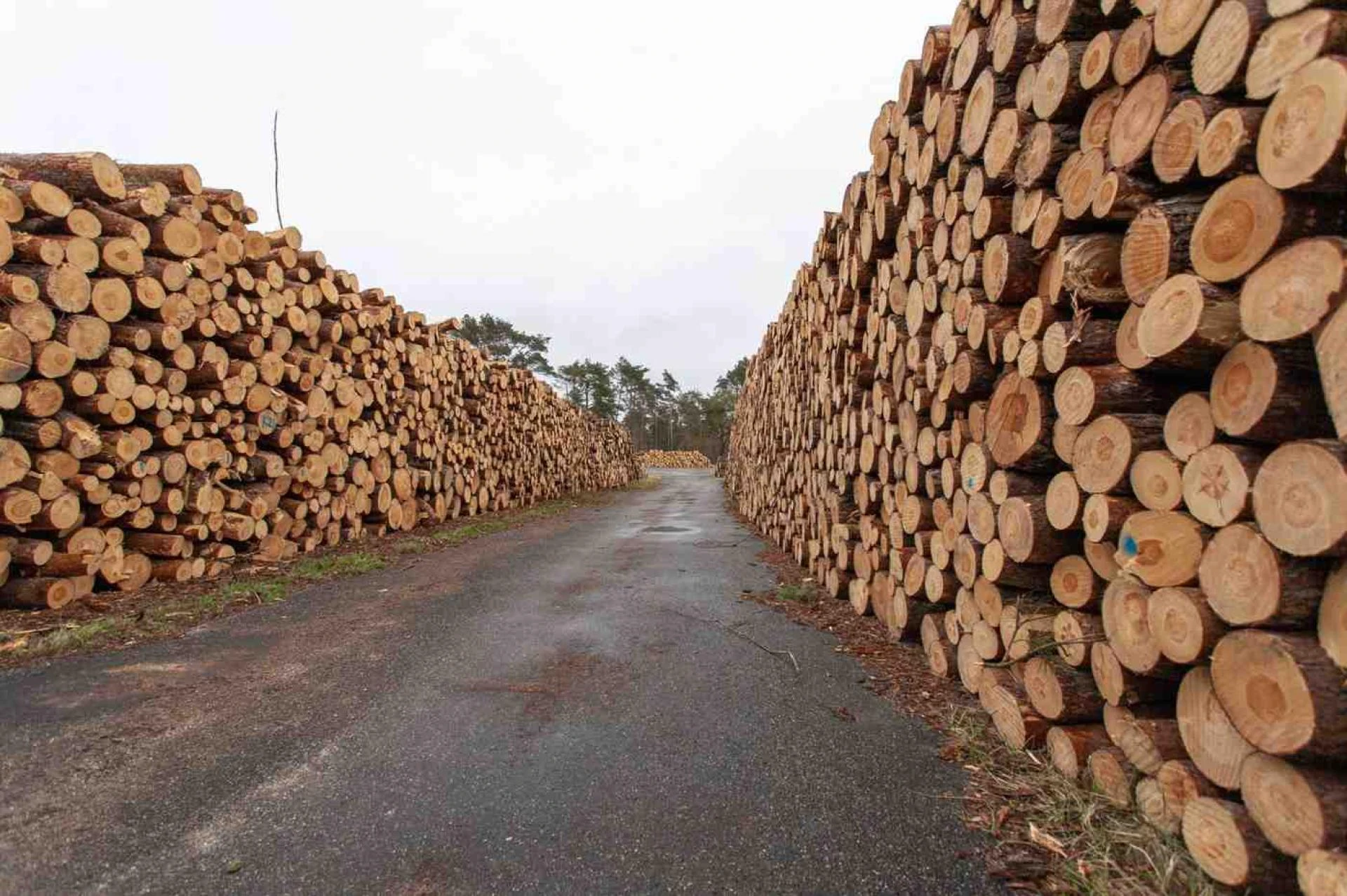 Best Places to Source High-Quality and Affordable Wood Materials in Dubai
