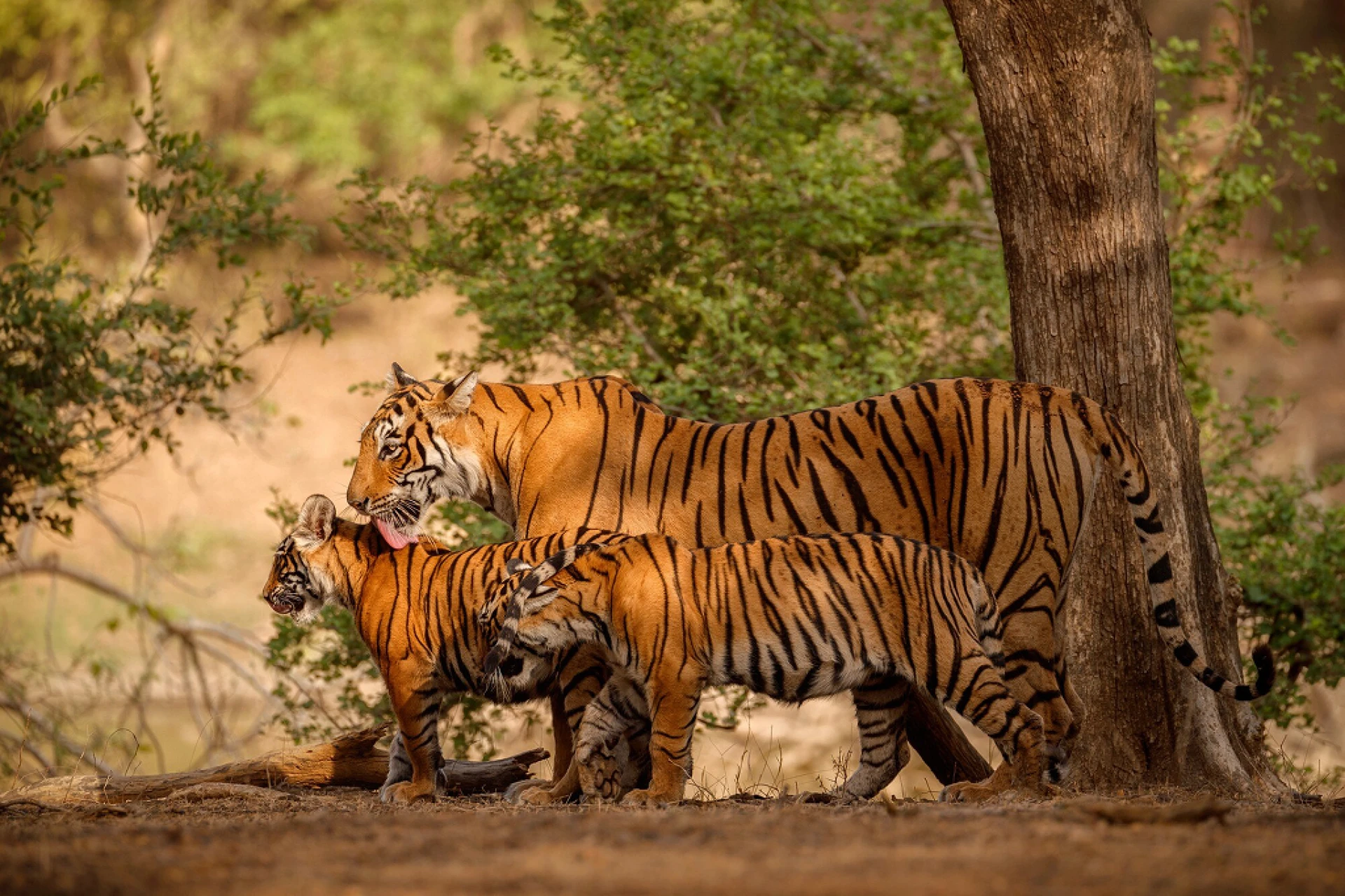 Step Into Kabini: A Wildlife Escape Like No Other