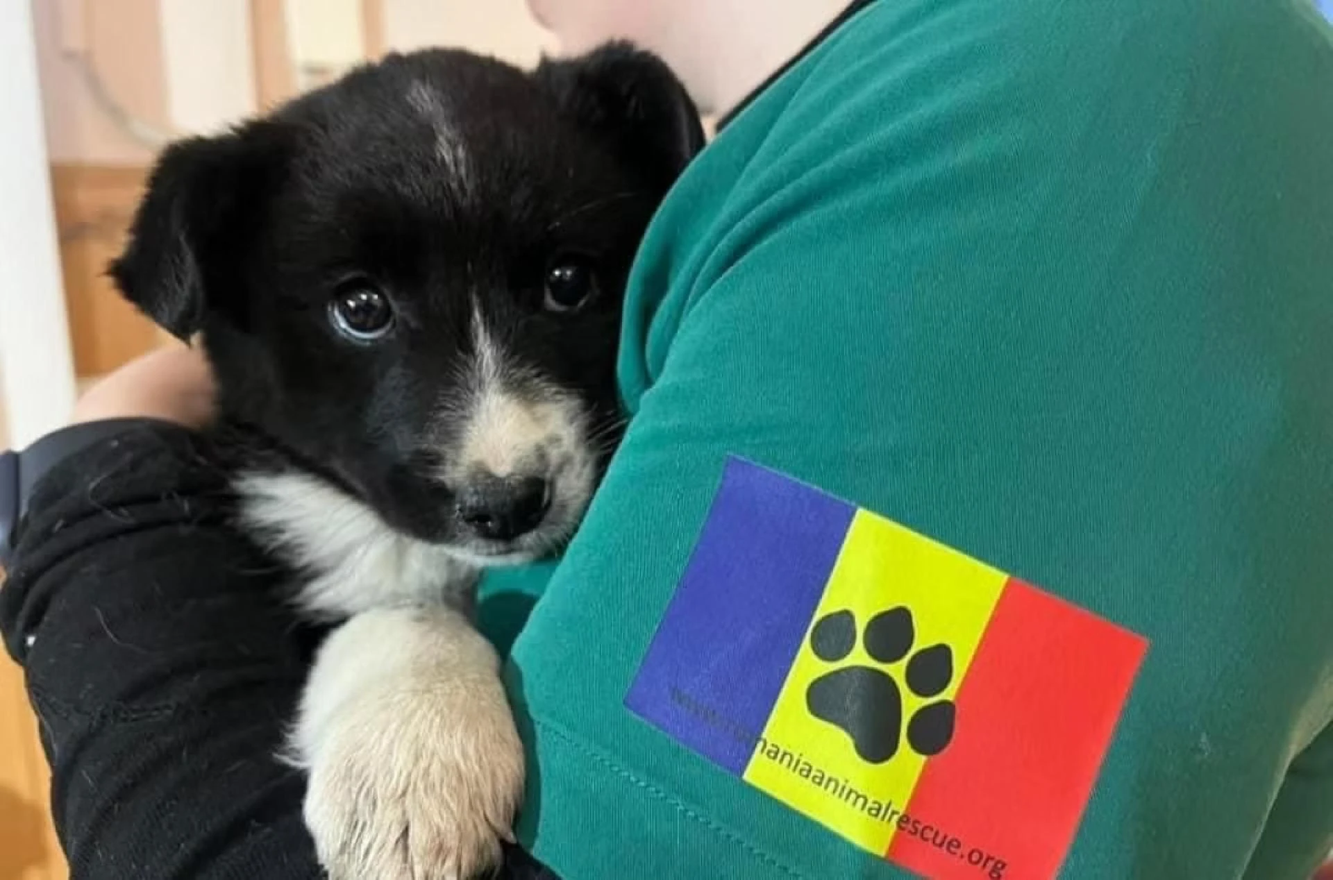 Romania Animal Rescue Marks Nearly 150,000 Spay & Neuter Surgeries in Support of No More Strays