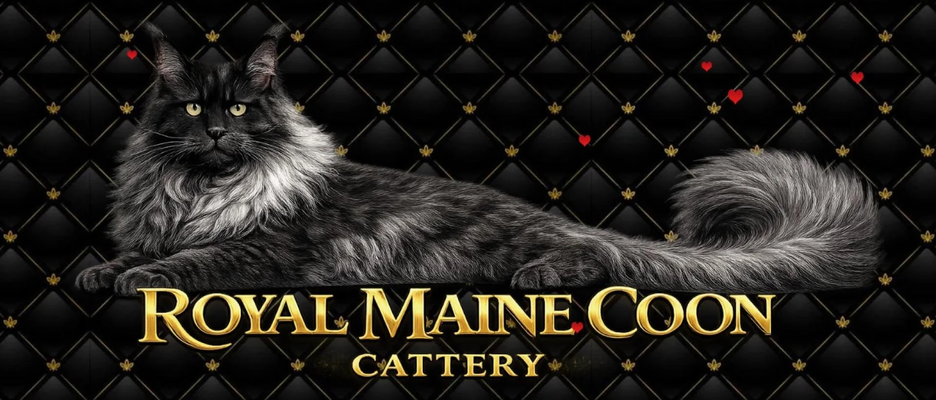 Why Maine Coon Kittens Are The Perfect Family Pet In The USA