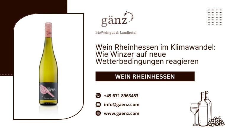🌍 Wein Rheinhessen im Klimawandel: Wie Winzer auf neue Wetterbedingungen reagieren