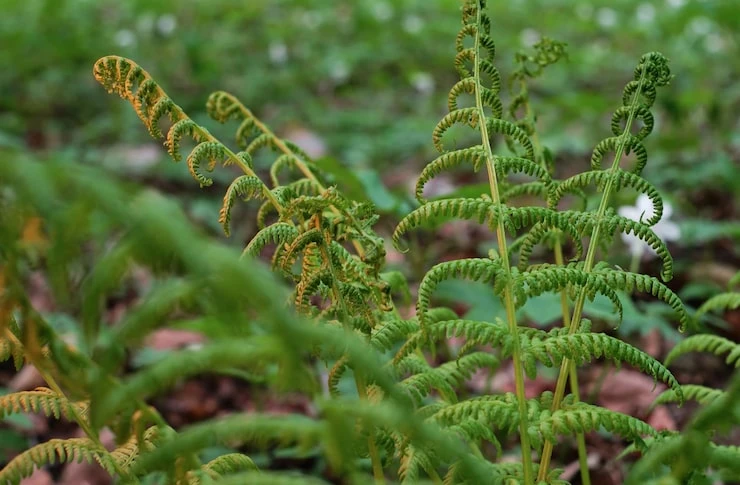 Natural Erosion Control Plants for Moist and Low-Light Garden Areas