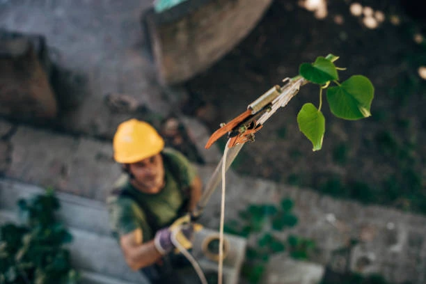 Are tree trimming and pruning services covered by homeowners insurance?
