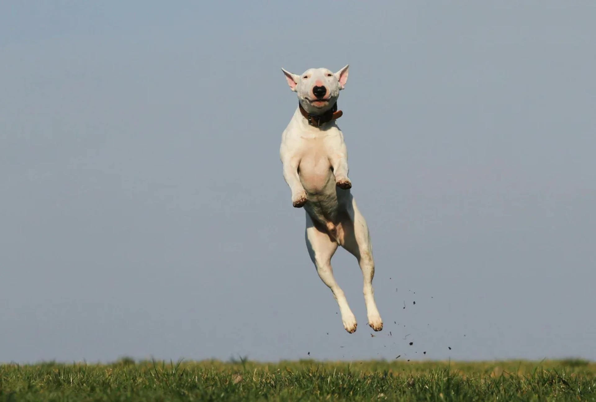 How a Dog Joint Supplement Can Improve Your Pet’s Comfort and Flexibility