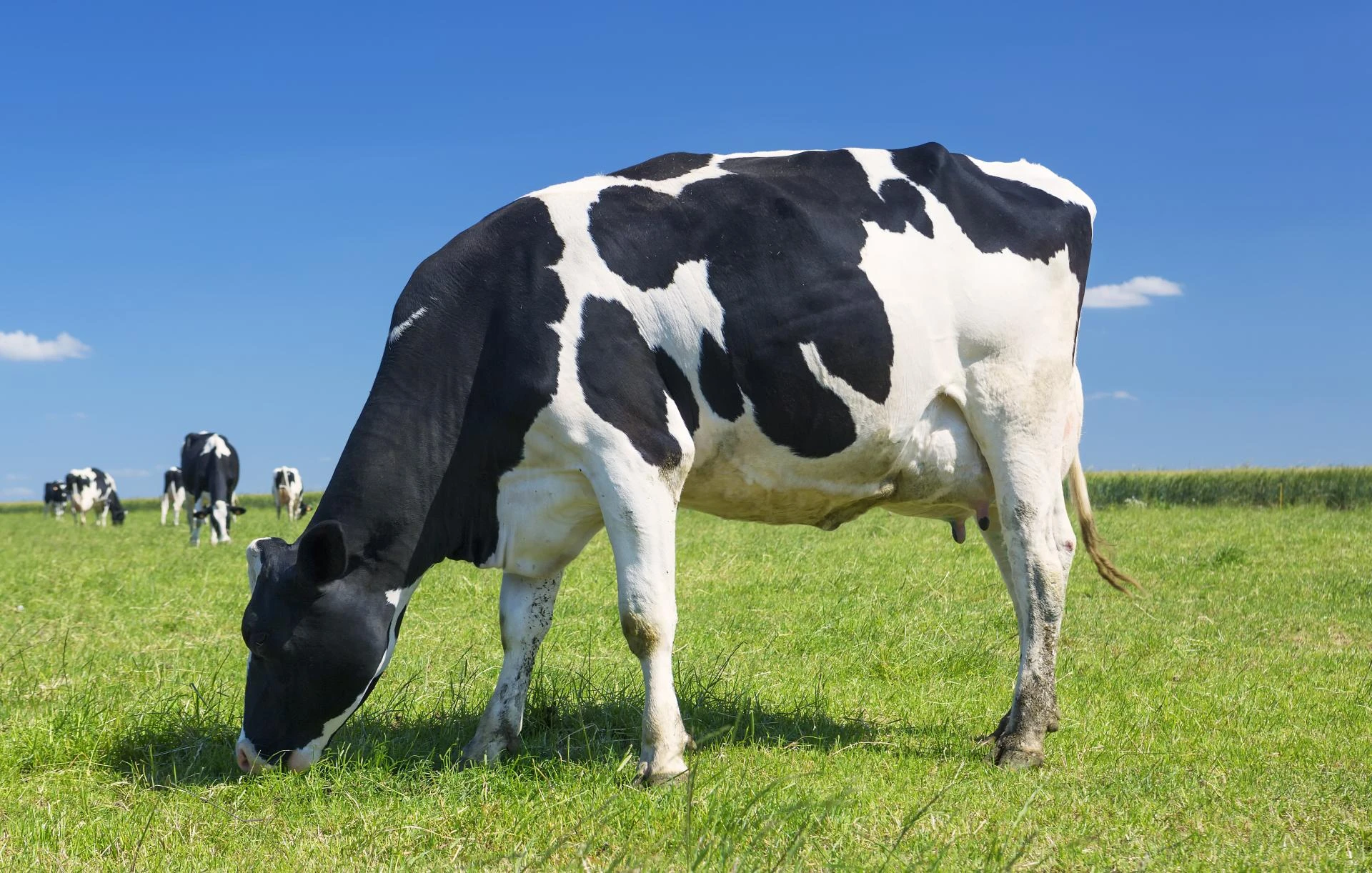 Vitamin C Benefits for Livestock Performance and Wellness