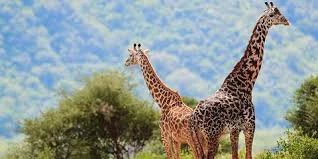 Kruger Park Safaris: Public vs Private vs Family – Ultimate Guide