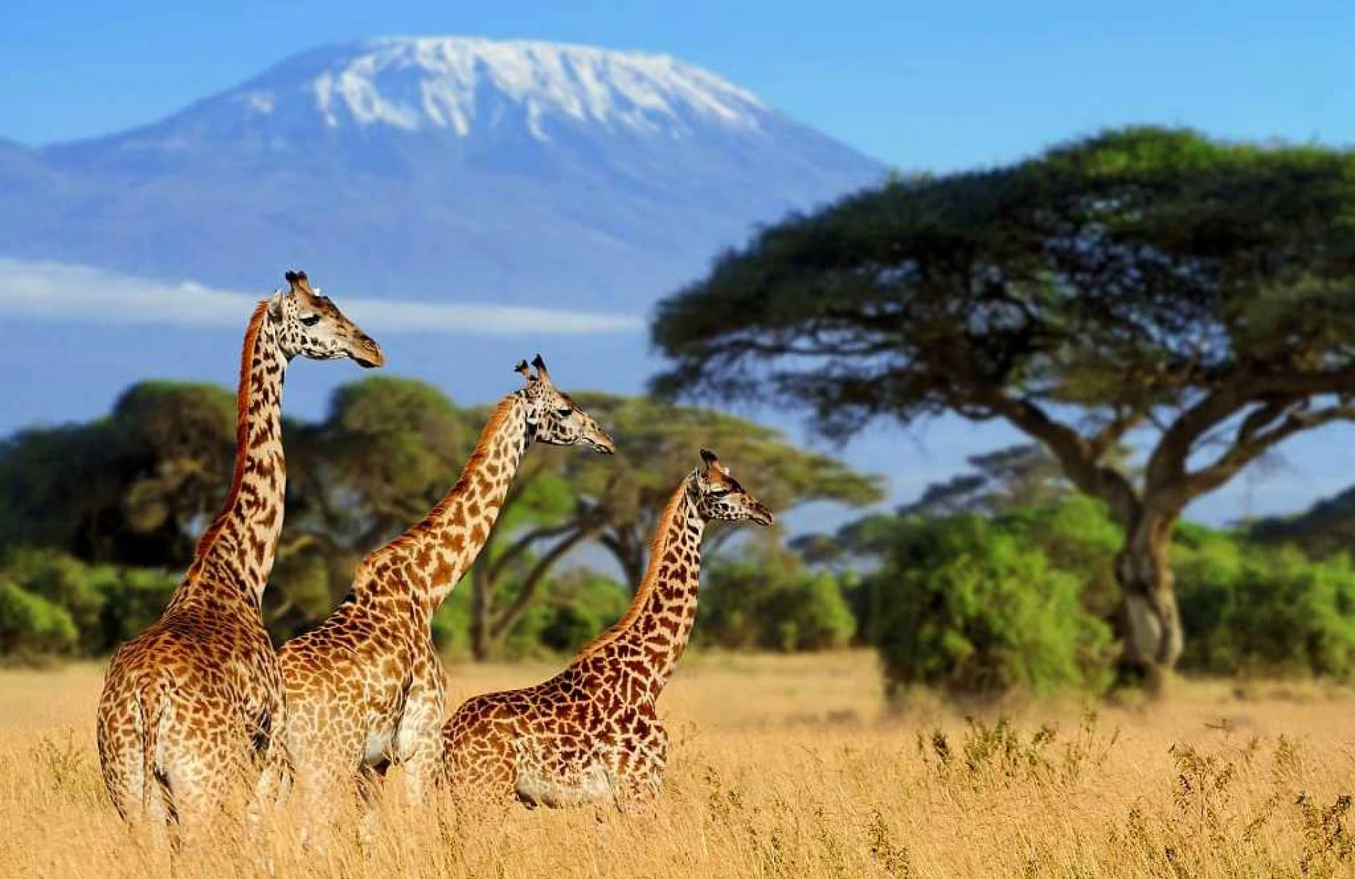 Why a South Africa Safari in March Offers the Best Secret Wildlife Views