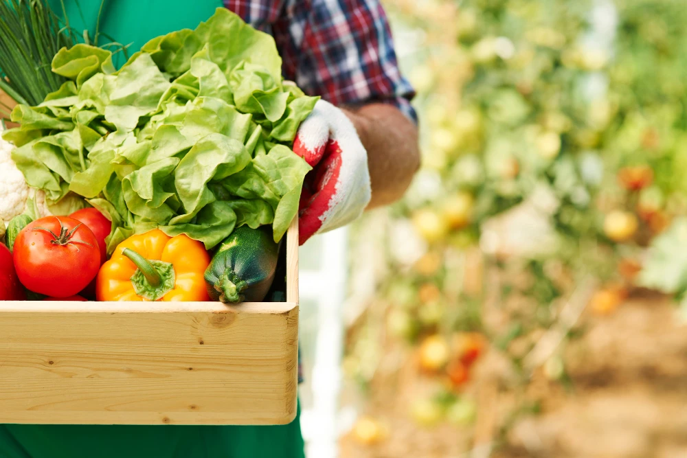 Creative Terrace Vegetable Garden Ideas in India for Urban Homes