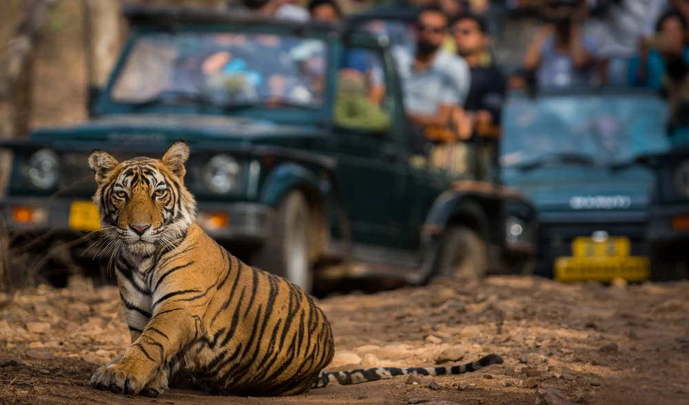 Maximize Your Trip: A Detailed 2-Day Ranthambore Plan