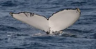 How Does Cape Ann Whale Watch Help You Connect With Nature?