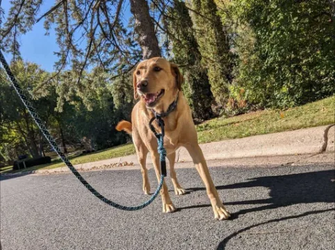 Can the Best Dog Walking Companies in New Orleans Keep Your Dog Happy?