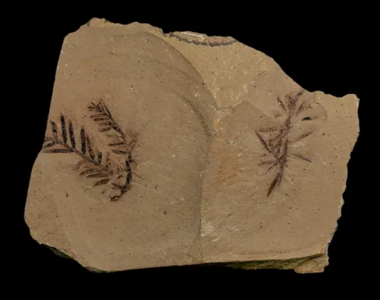 Why Are Plant Fossils Important To Understanding Earth's Past?
