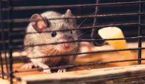 How Professional Pest Control Helps Protect Your Property