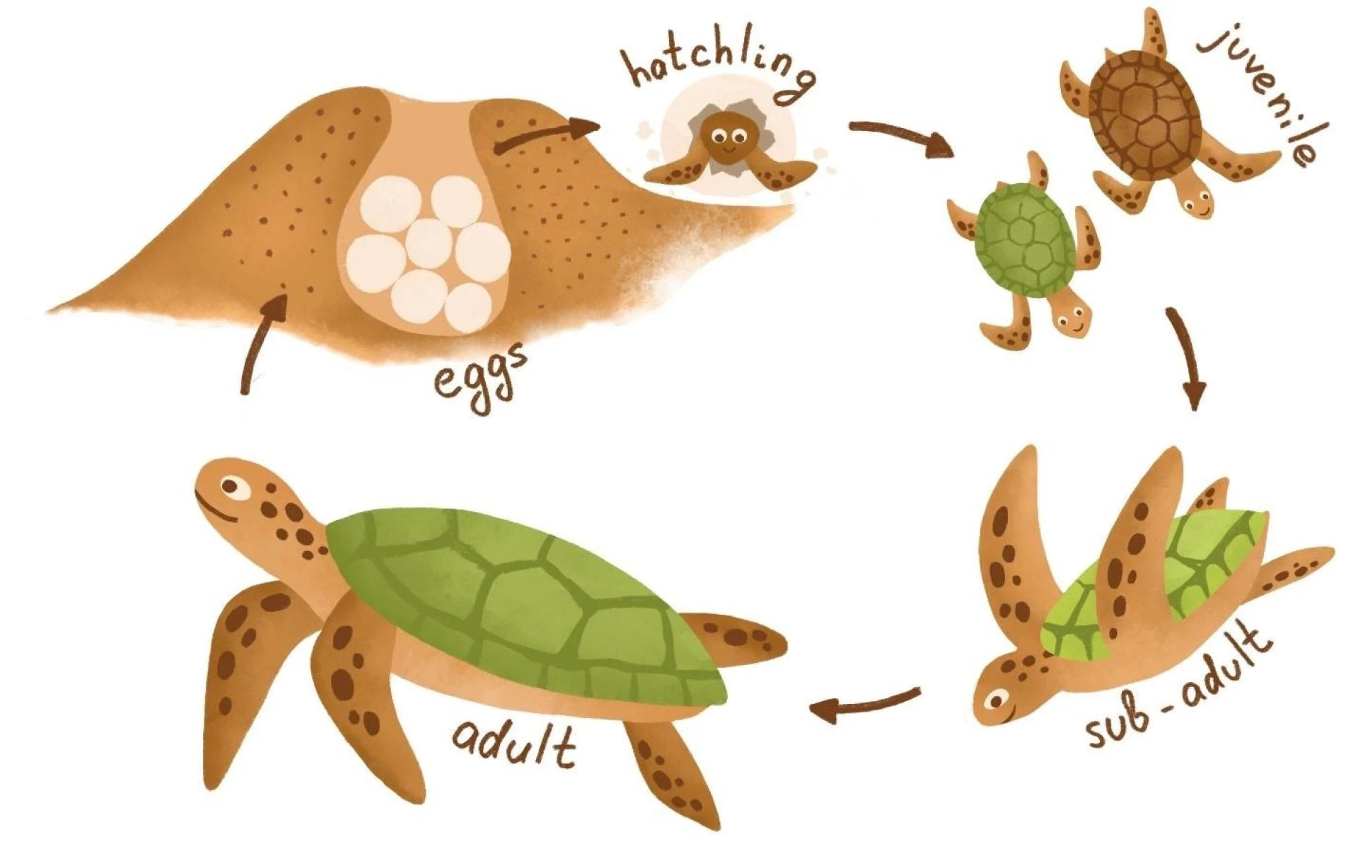 Image of a sea turtle