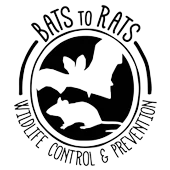 batsto rats
